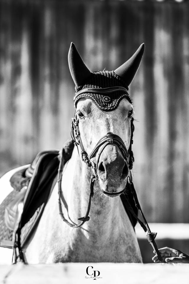 Cavalla Sella Francese In vendita 2019 Grigio