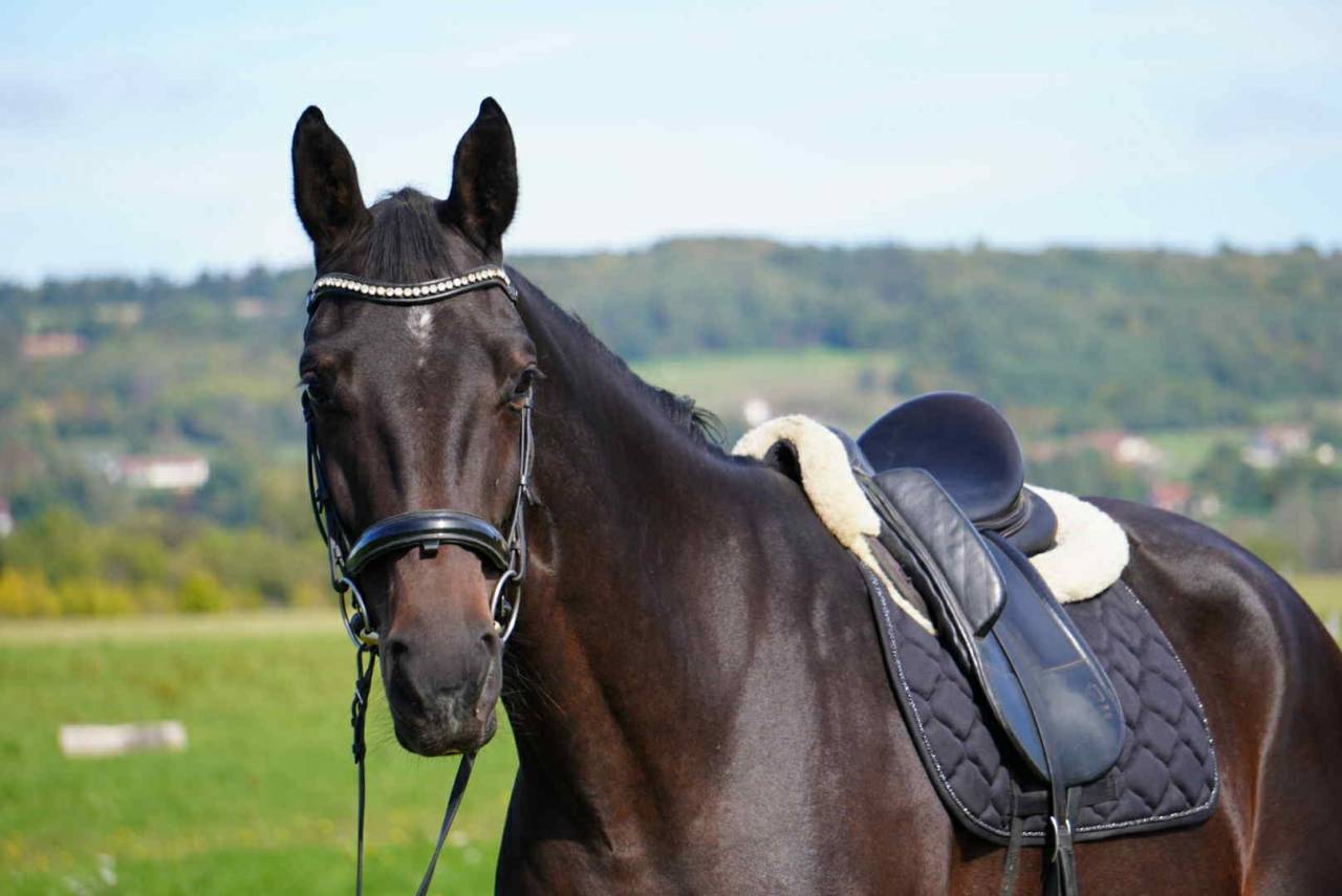 Cavalla Sella Francese In vendita 2020 Baio scuro