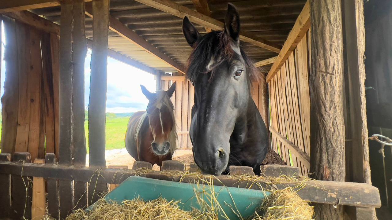 Centro ippico In vendita tarn