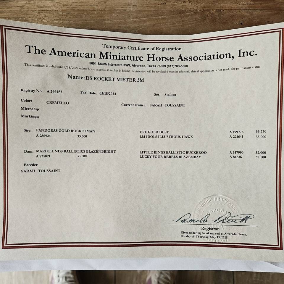 Stallone American Walking In vendita 2024 Cremello ,  PANDORAS GOLD ROCKETMAN