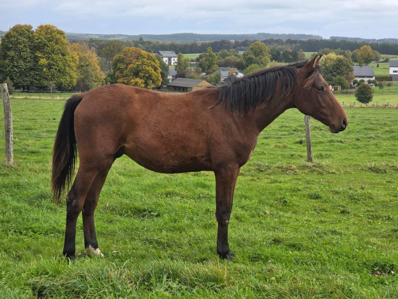 Castrone sBs Cavallo da Sport Belgio In vendita 2021 Baio ,  CHACCO BLUE