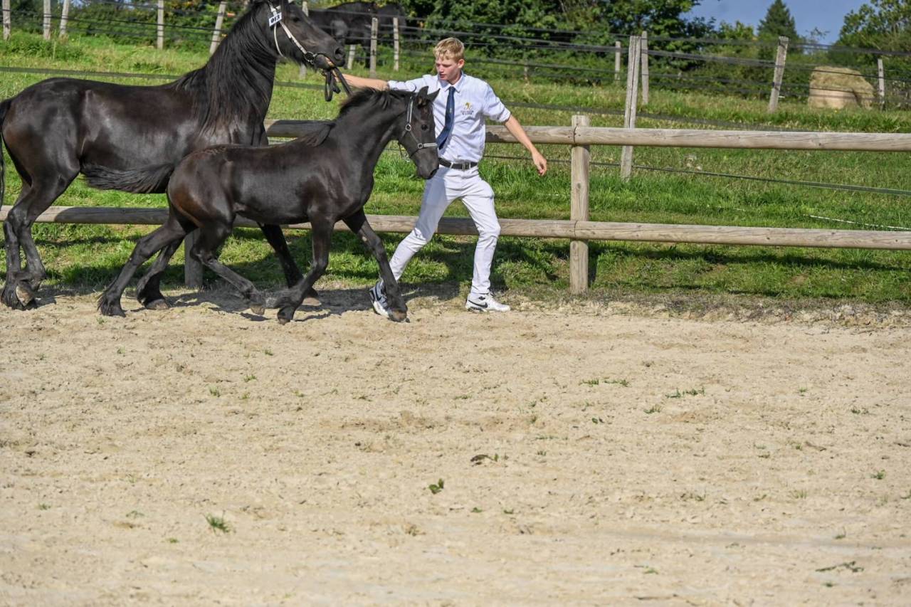 Puledra Frisone In vendita 2025 Nero ,  Menso