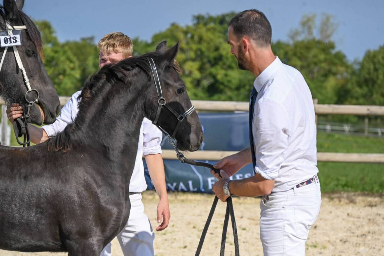 Puledra Frisone In vendita 2025 Nero ,  Menso