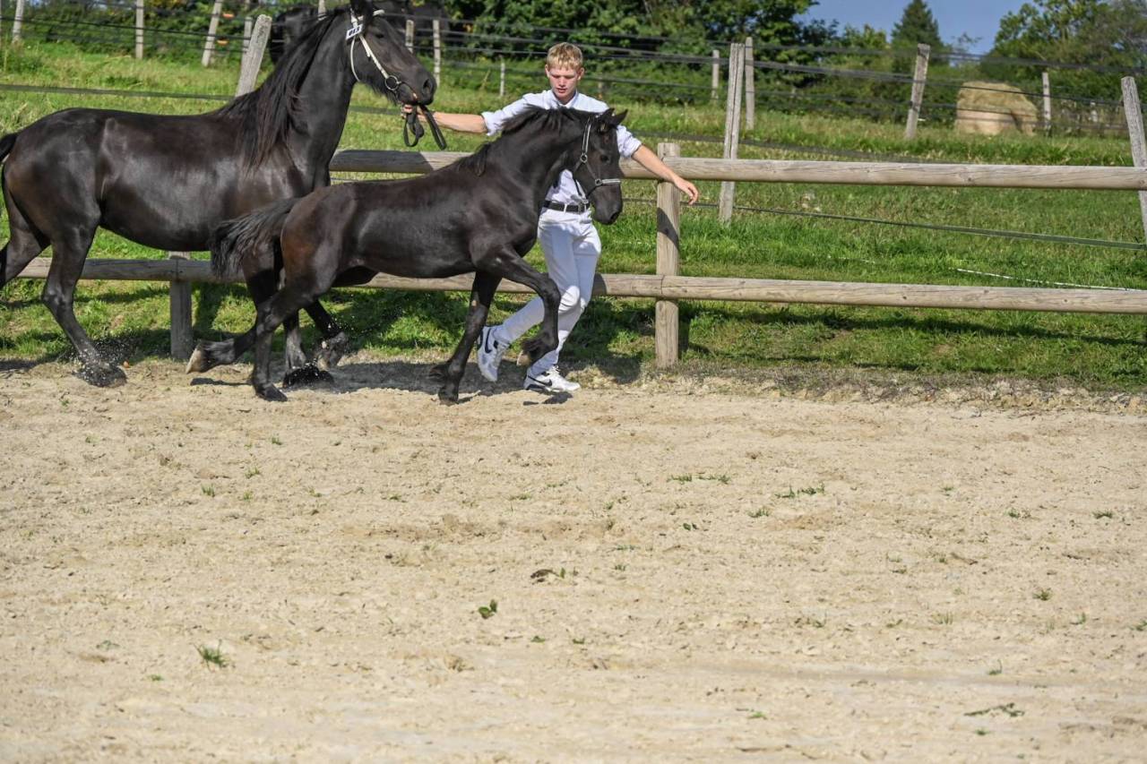 Puledra Frisone In vendita 2025 Nero ,  Menso