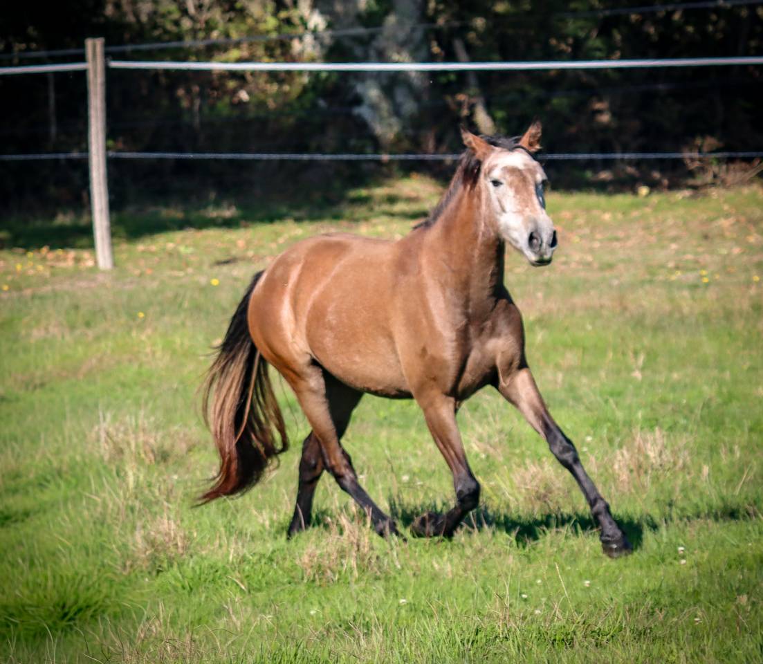 Cavalla Origine non conosciuta  In vendita 2022 Grigio ,  Amadeo de Ruyer (Lus)