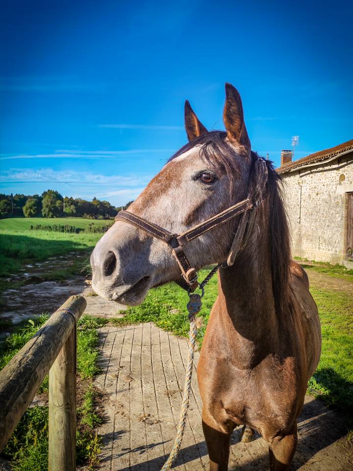 Cavalla Origine non conosciuta  In vendita 2022 Grigio ,  Amadeo de Ruyer (Lus)