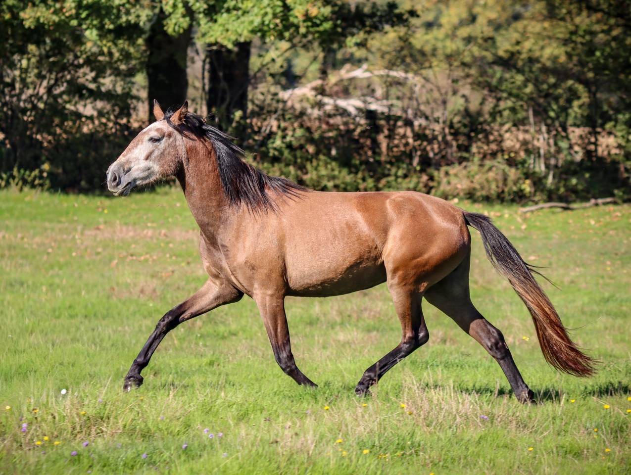 Cavalla Origine non conosciuta  In vendita 2022 Grigio ,  Amadeo de Ruyer (Lus)