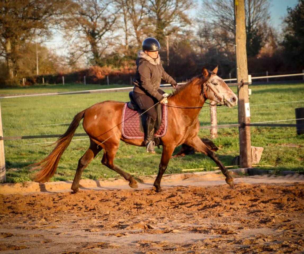 Cavalla Origine non conosciuta  In vendita 2022 Grigio ,  Amadeo de Ruyer (Lus)