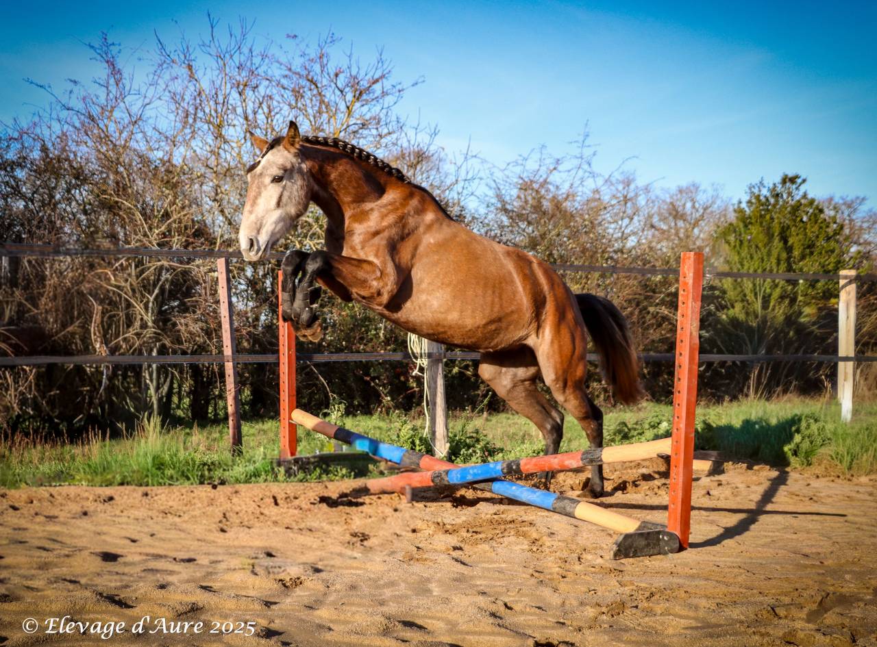 Cavalla Origine non conosciuta  In vendita 2022 Grigio ,  Amadeo de Ruyer (Lus)