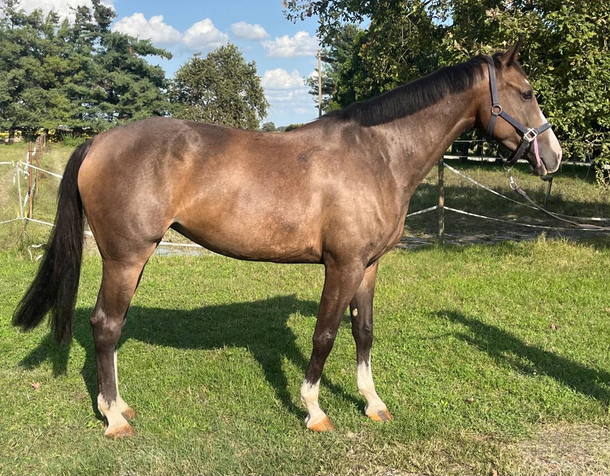 Vendesi cavalla del 2018