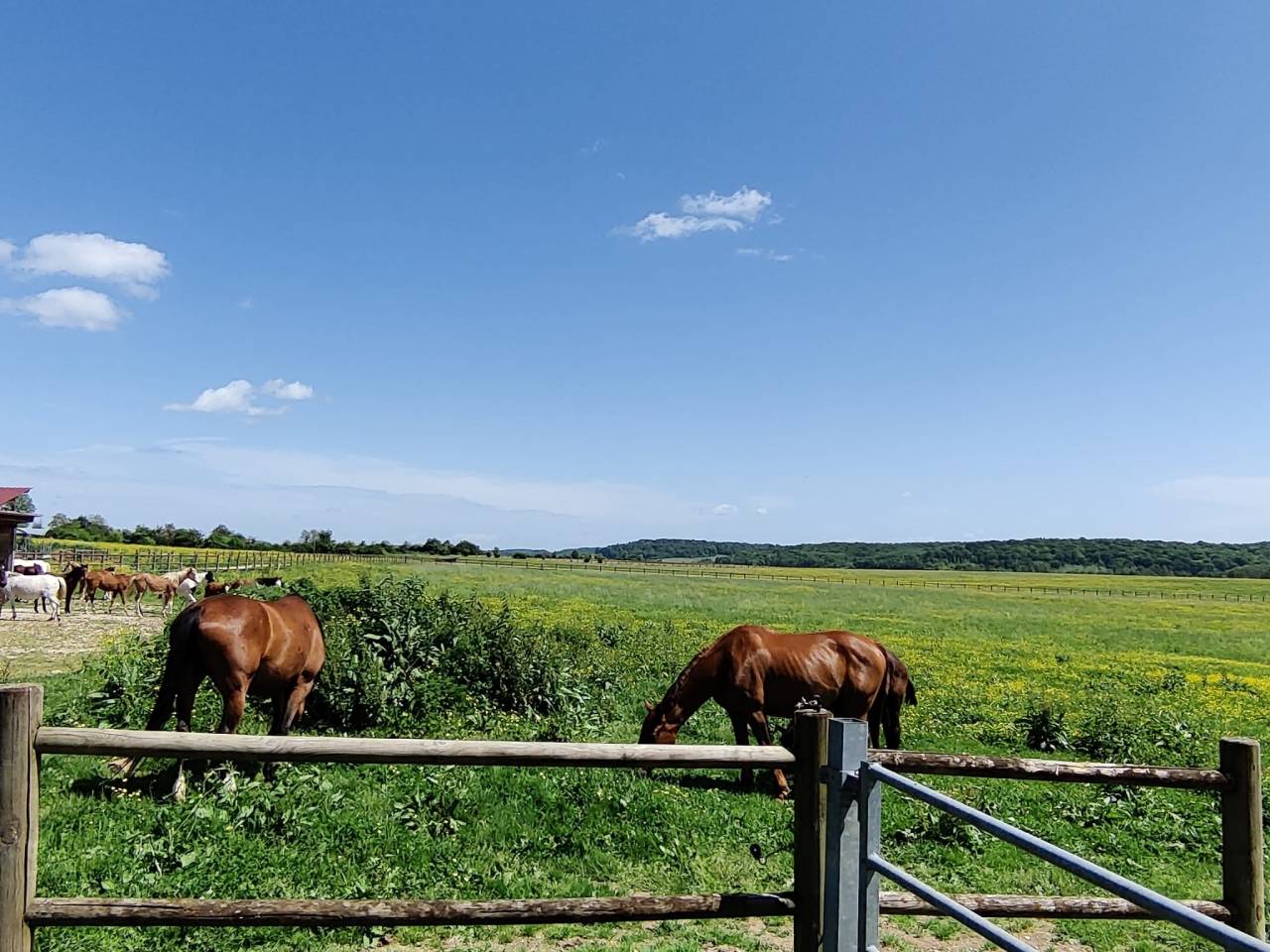 Proprietà equestre In vendita Haute-Saône
