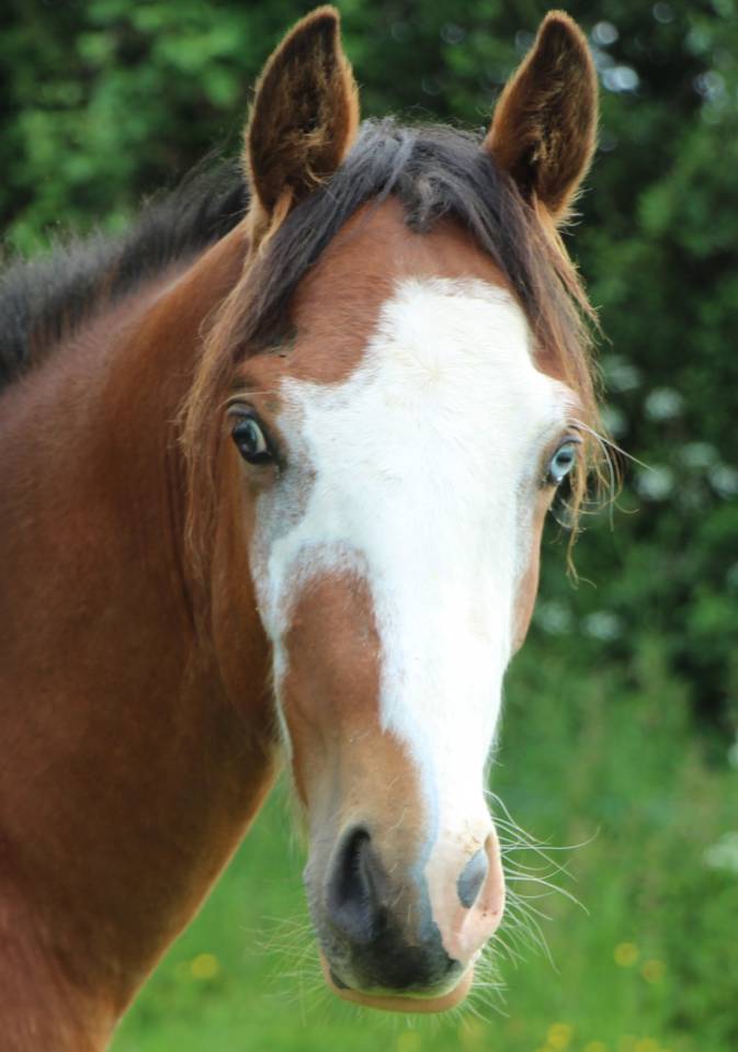 Intero AES Anglo European Studbook In vendita 2023 Baio