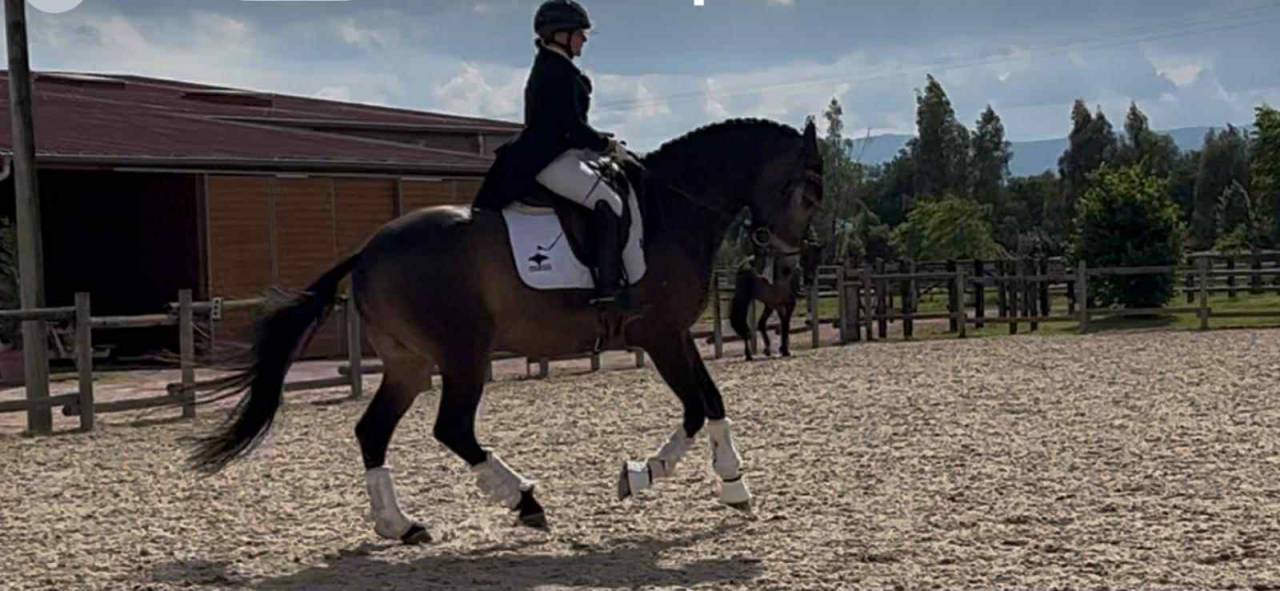 Castrone Lusitano In vendita 2018 Isabella