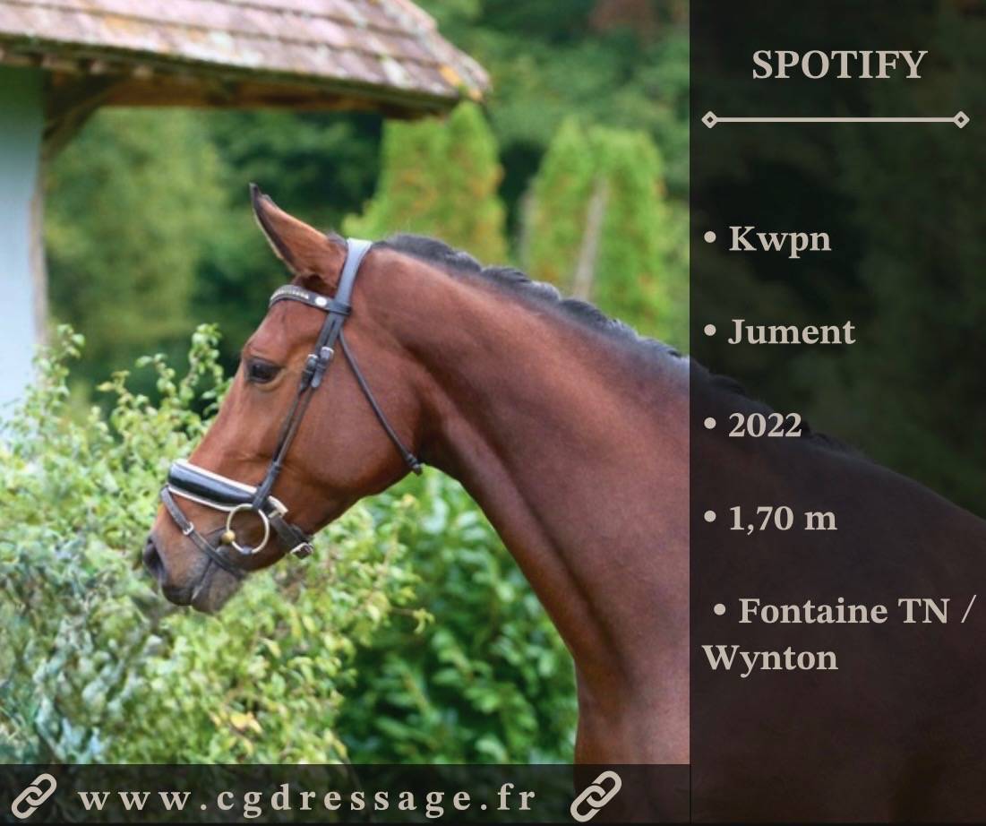 Cavalla KWPN Cavallo da Sport Neerlandese In vendita 2022 Baio ,  FONTAINE TN