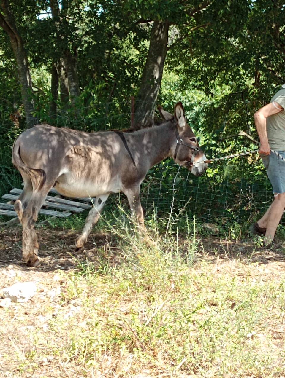 Asno Provence In vendita 2010 Grigio