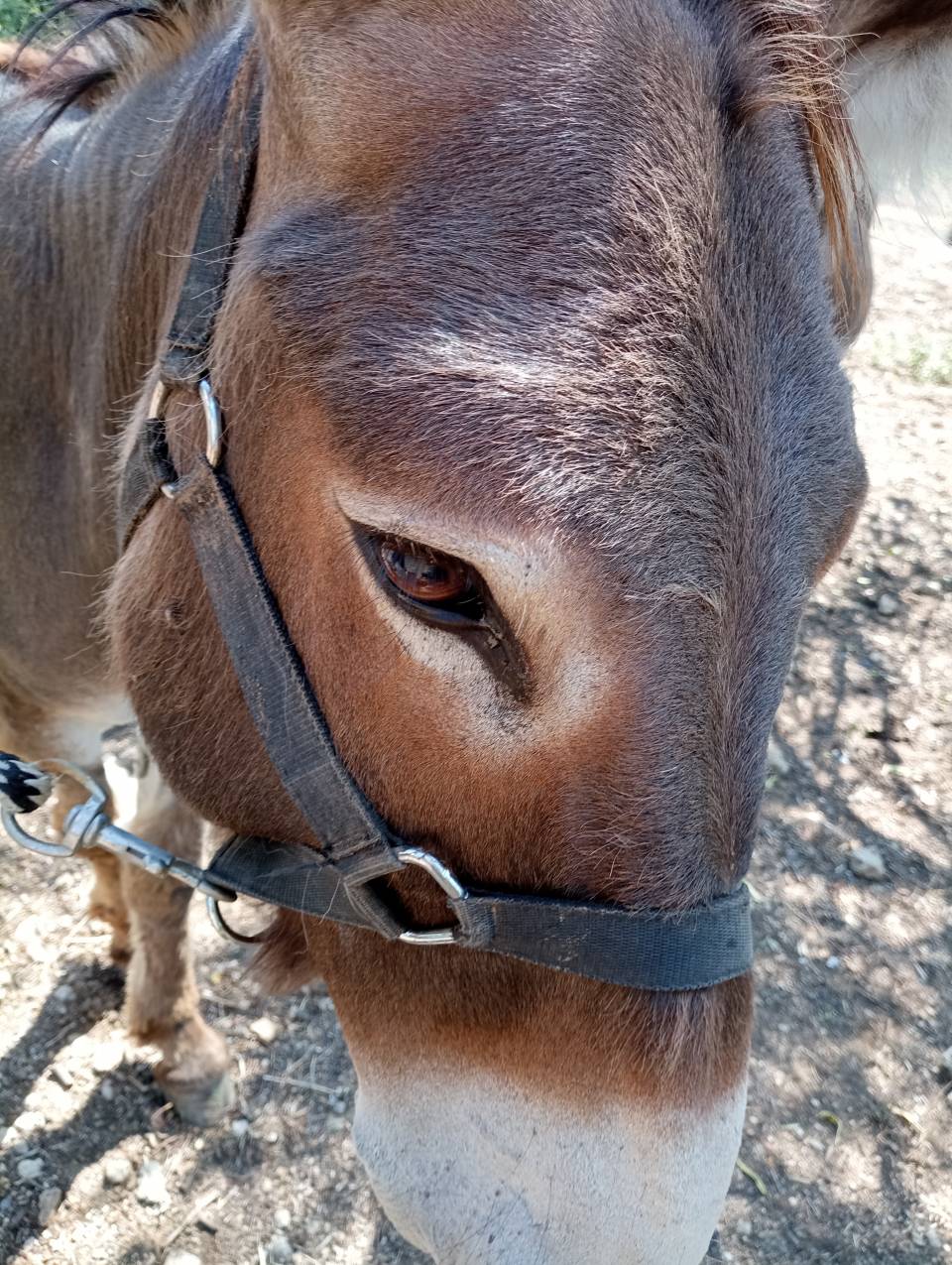 Asno Provence In vendita 2010 Grigio