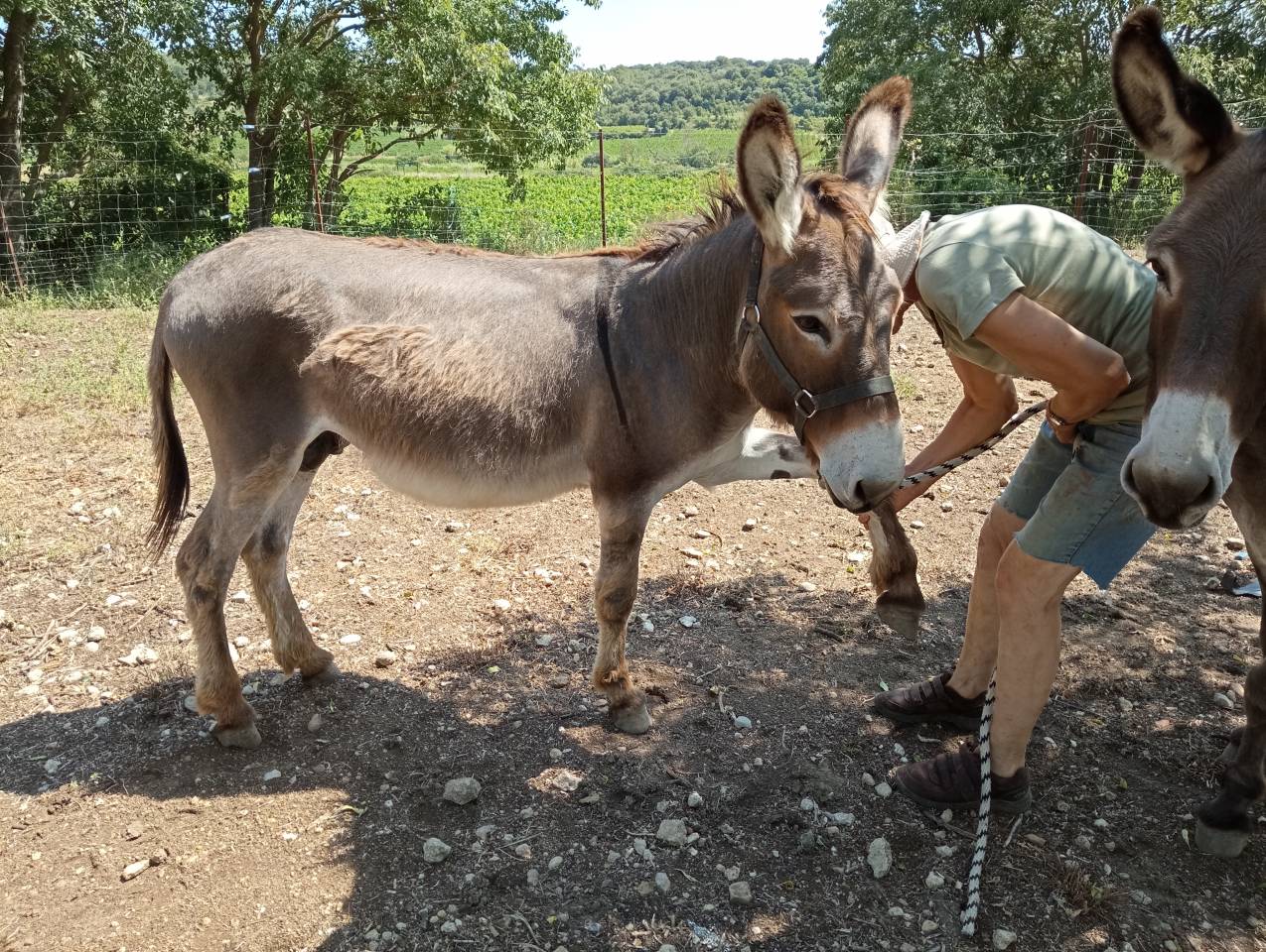 Asno Provence In vendita 2010 Grigio