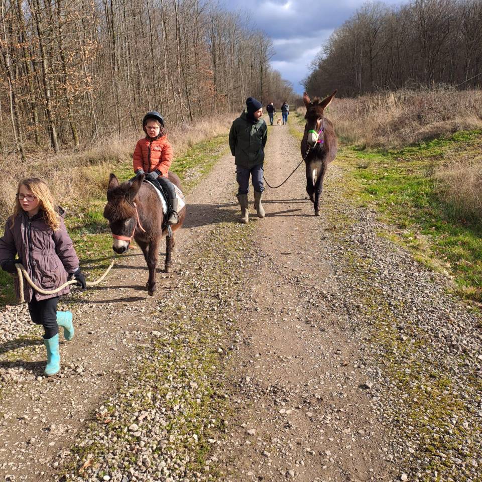 Asno Altre Razze di Asini In vendita 2021 Baio