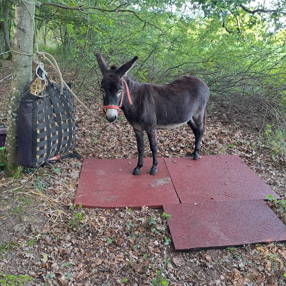 Asno Altre Razze di Asini In vendita 2021 Baio