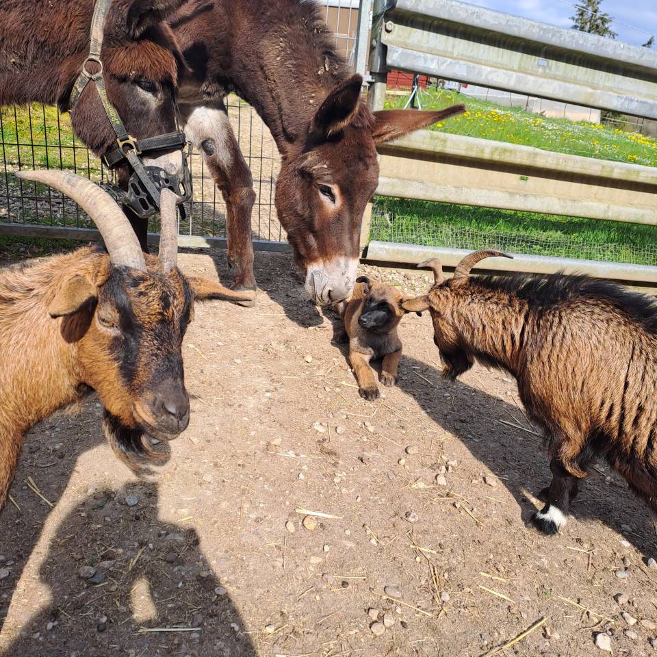 Asno Altre Razze di Asini In vendita 2021 Baio