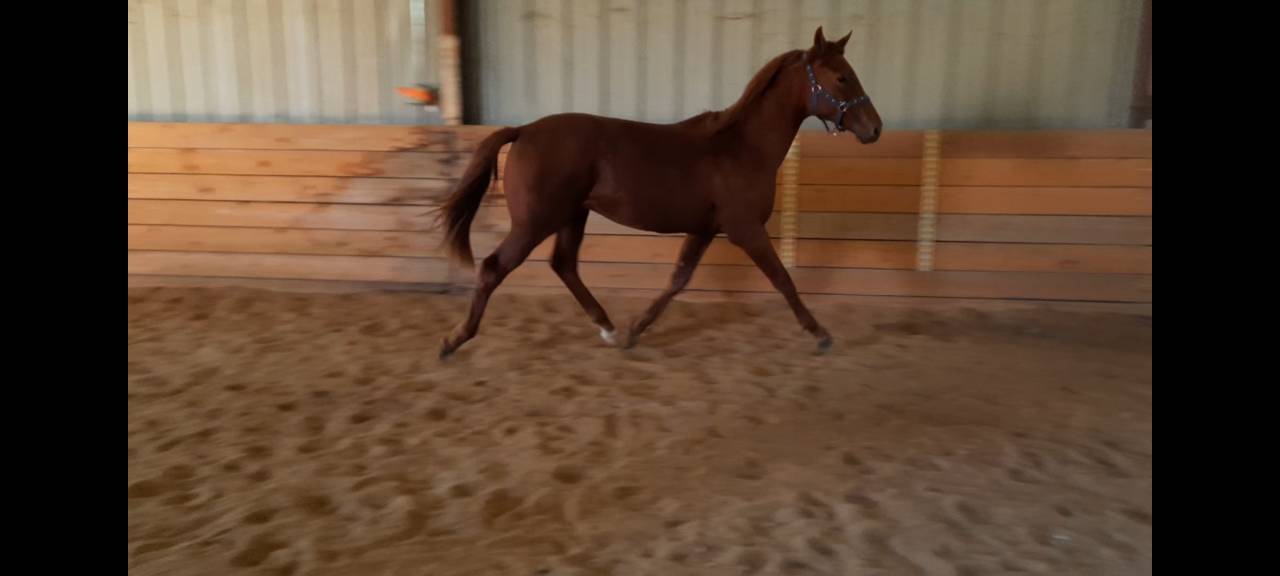 Puledro Oldenburger In vendita 2024 Sauro ,  Fornsbacher