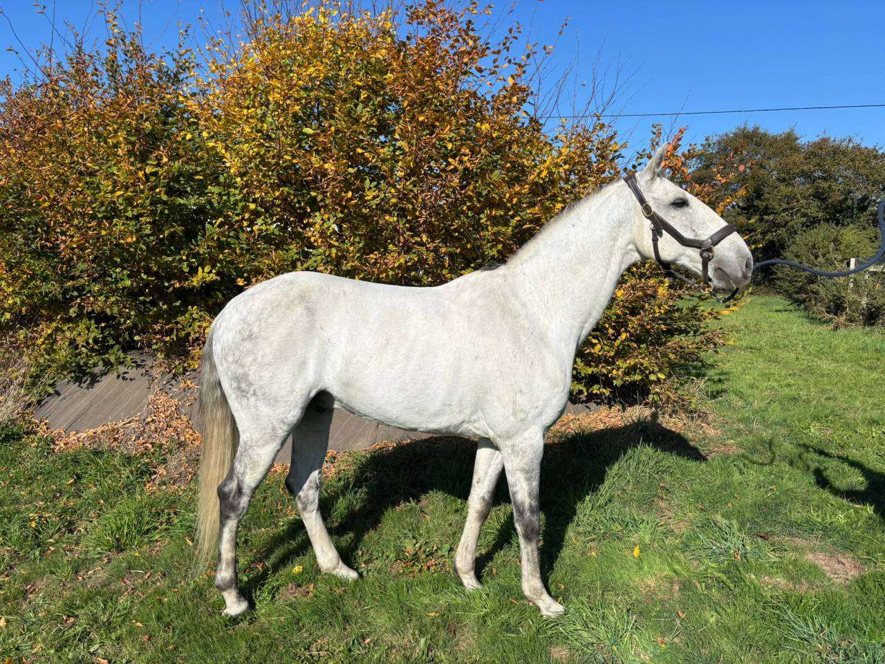 Castrone Lusitano In vendita 2016 Grigio ,  Zenite