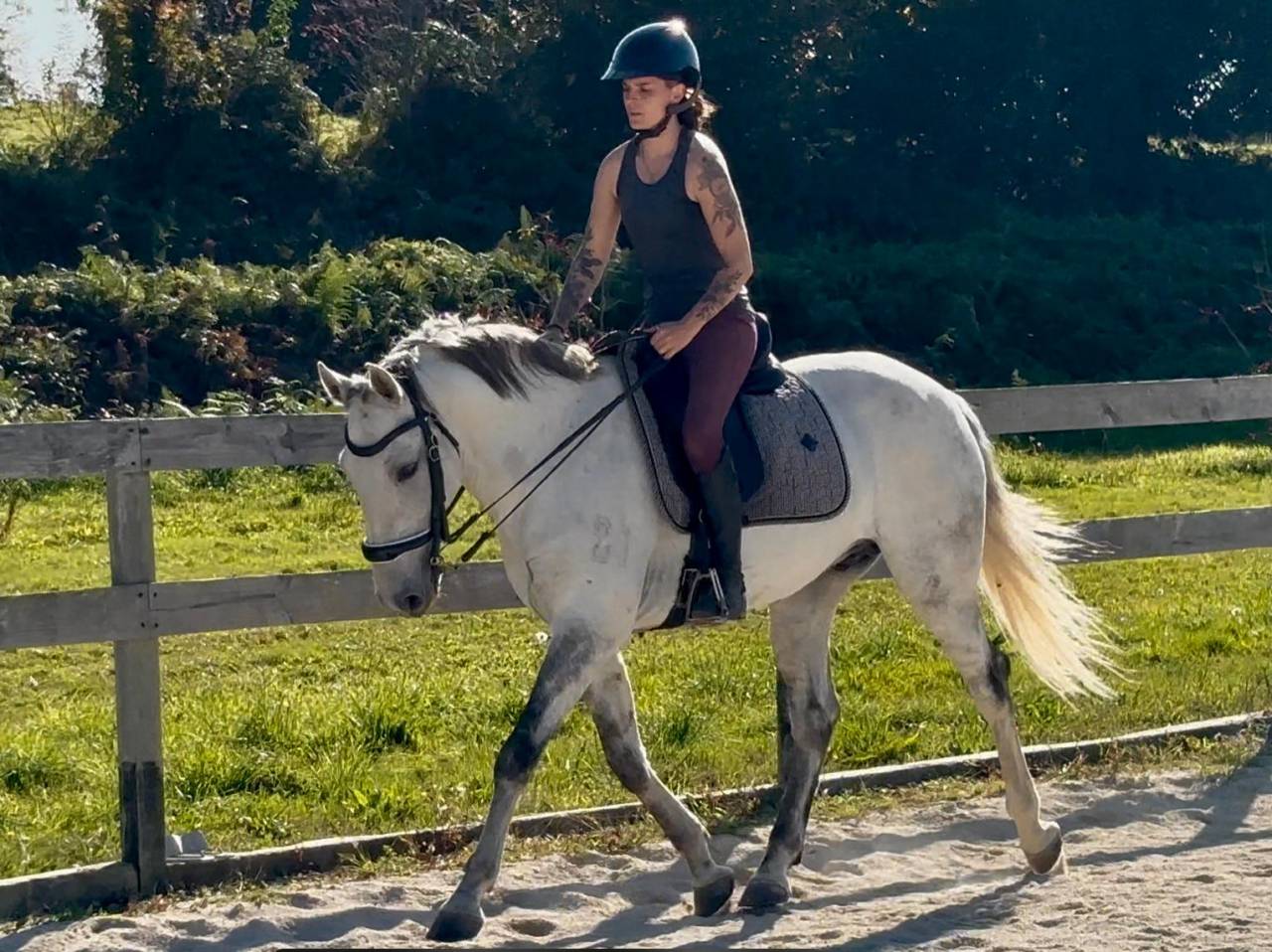 Castrone Lusitano In vendita 2016 Grigio ,  Zenite