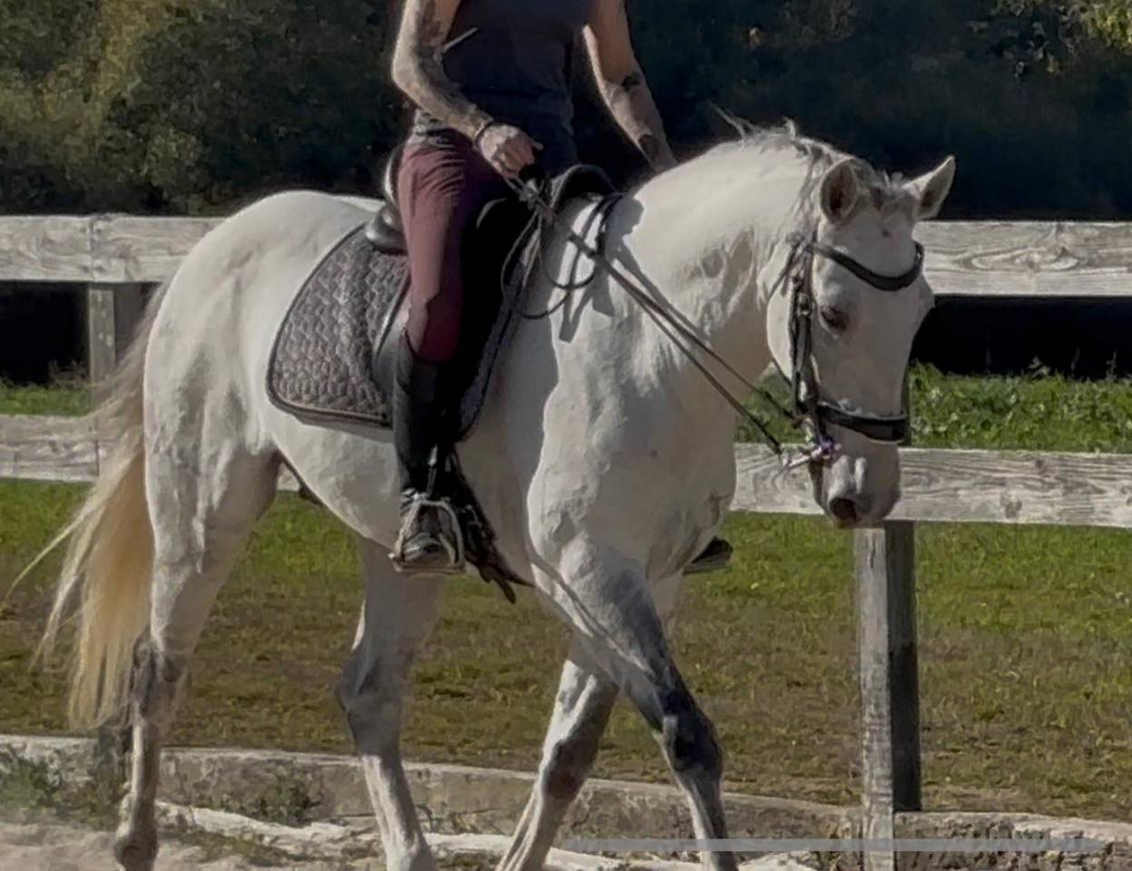 Castrone Lusitano In vendita 2016 Grigio ,  Zenite