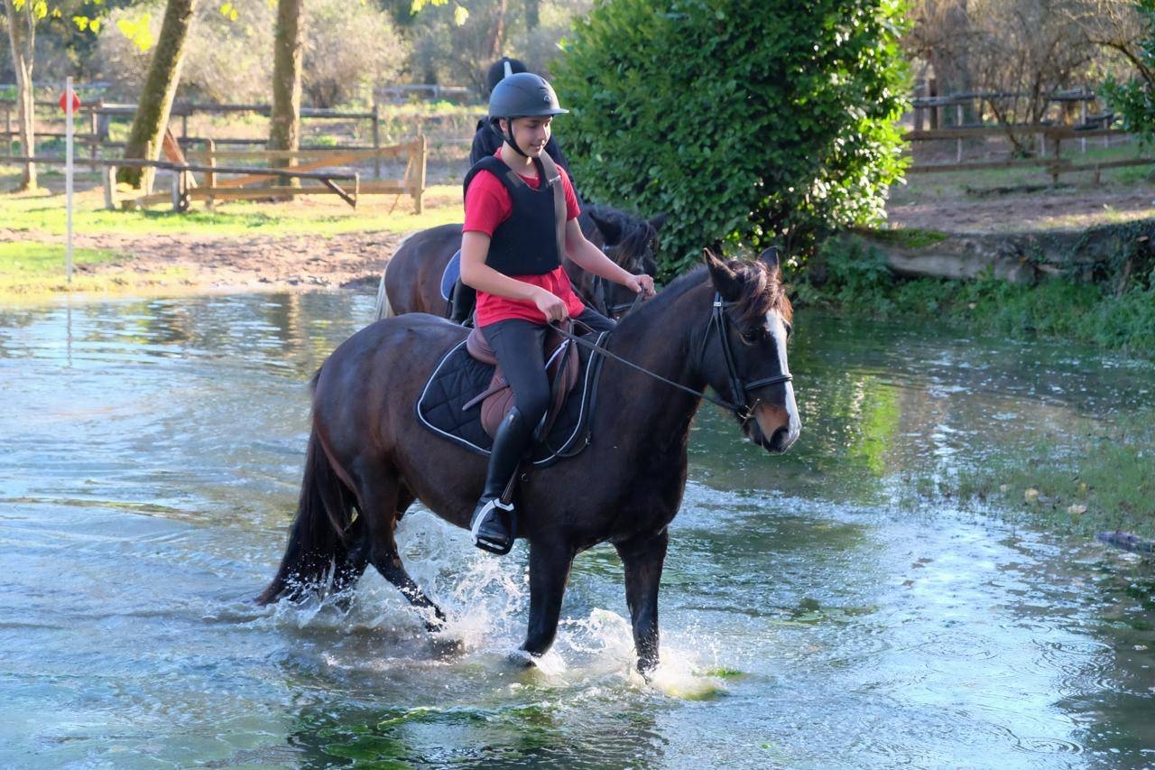 Cavalla Altre Razze di Pony In vendita 2013 Baio scuro