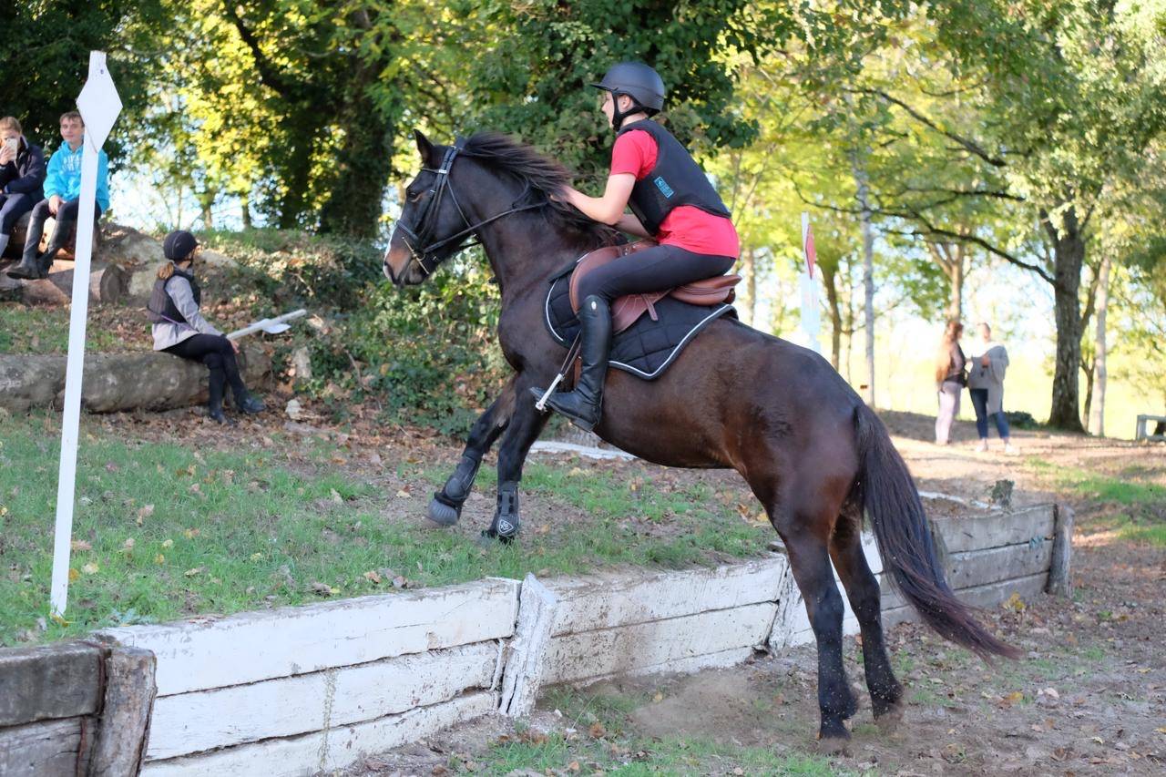 Cavalla Altre Razze di Pony In vendita 2013 Baio scuro