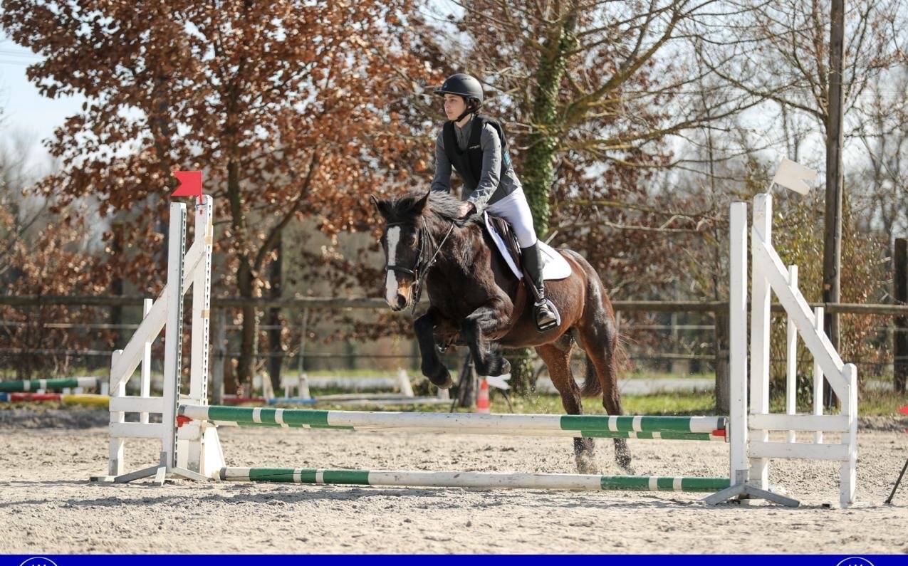 Cavalla Altre Razze di Pony In vendita 2013 Baio scuro