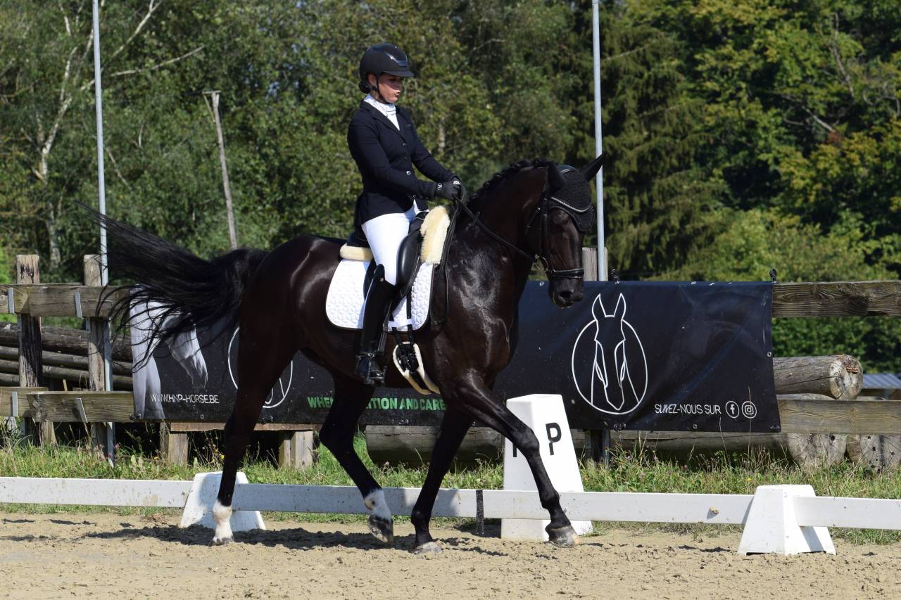 Castrone Oldenburger In vendita 2016 Nero ,  don juan de hus