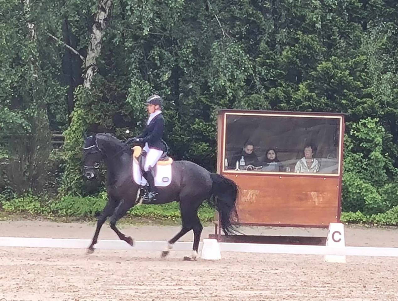 Castrone Oldenburger In vendita 2016 Nero ,  don juan de hus