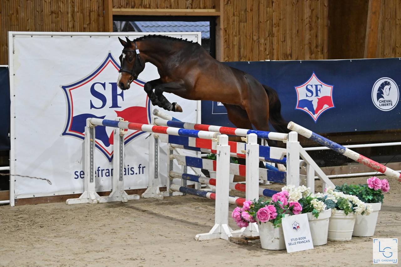 Castrone Sella Francese In vendita 2021 Baio