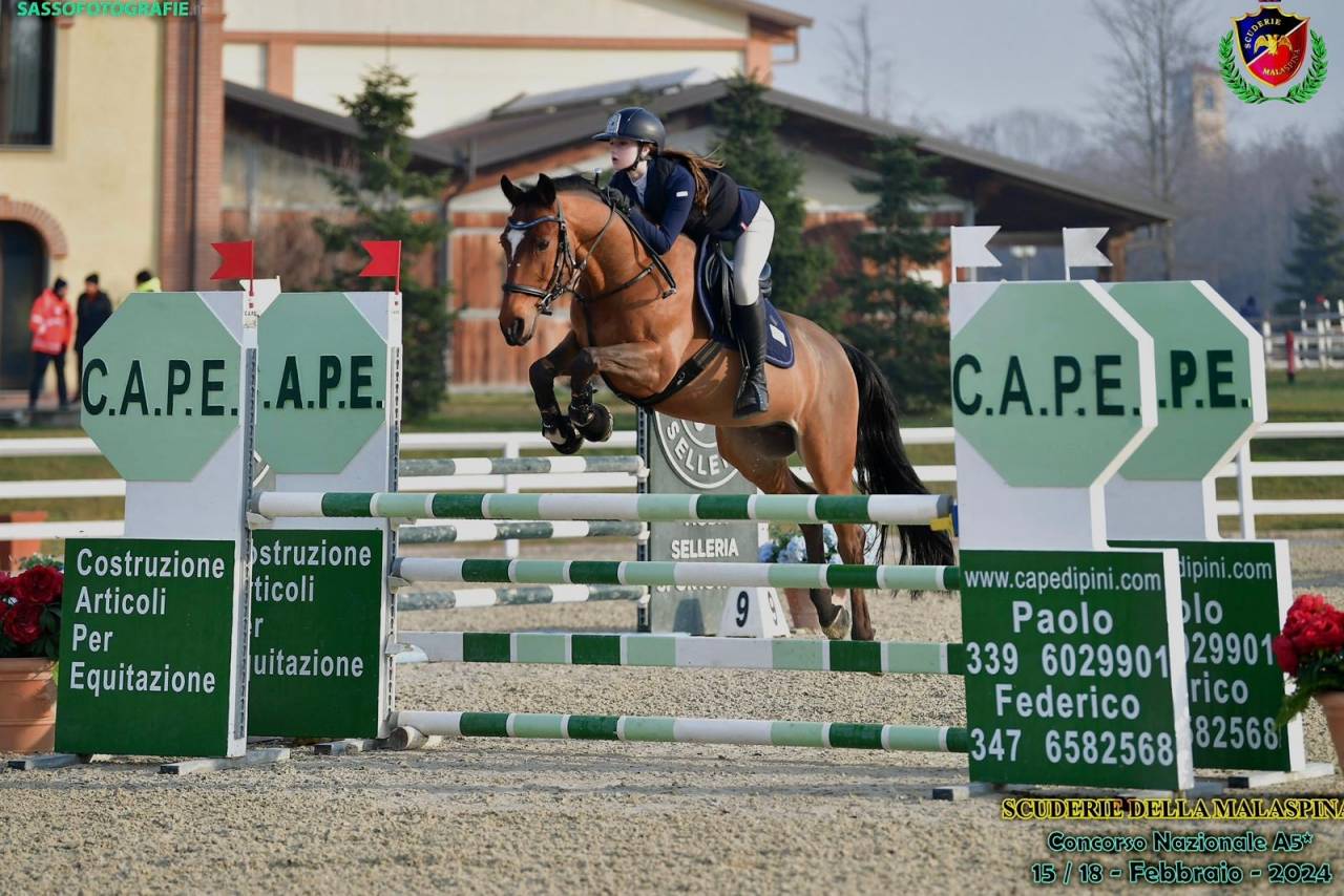 Pony sella francese DISPONIBILE