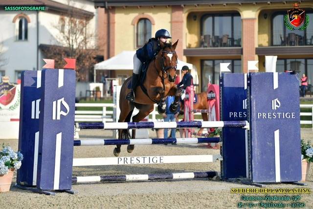 Pony sella francese DISPONIBILE