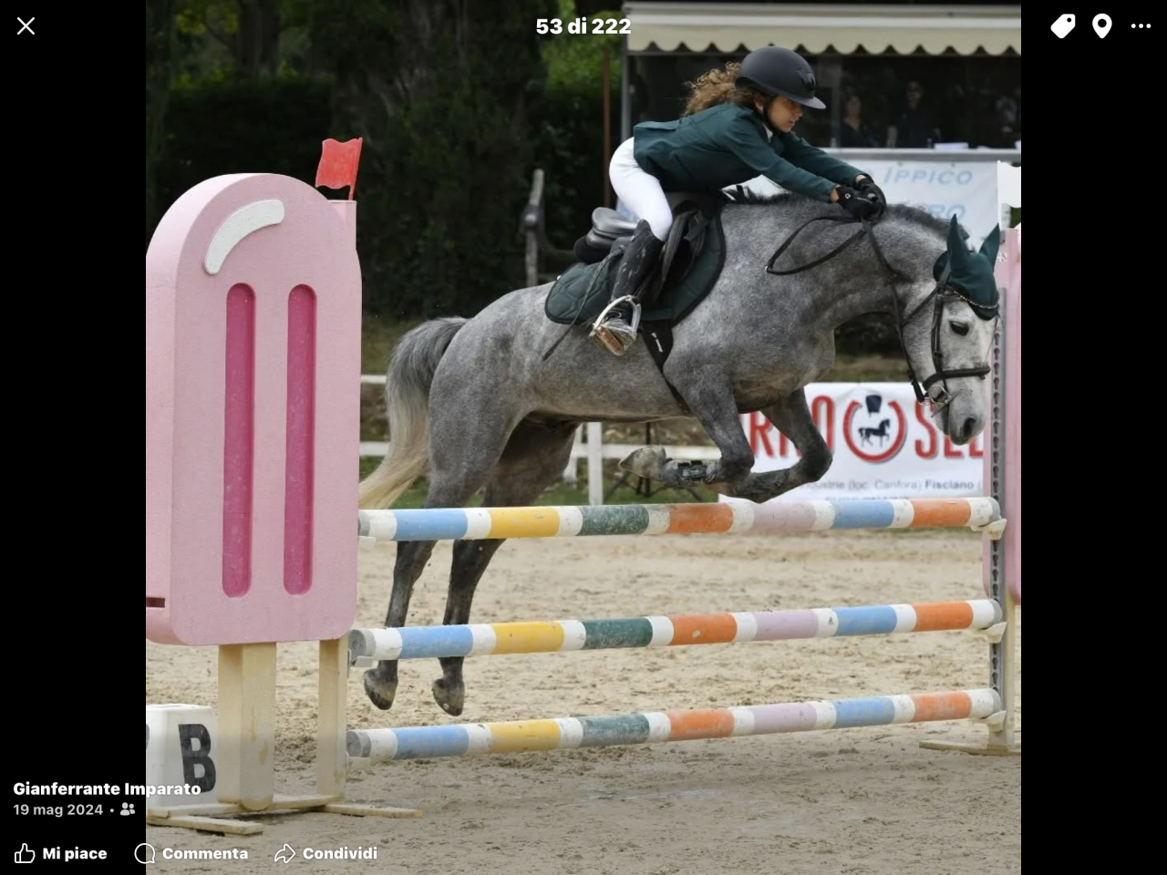 Noleggio pony irlandese 6anni