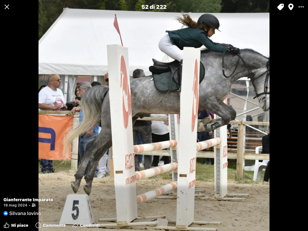 Noleggio pony irlandese 6anni