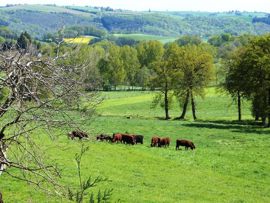 Bella dimora equestre In vendita Cantal