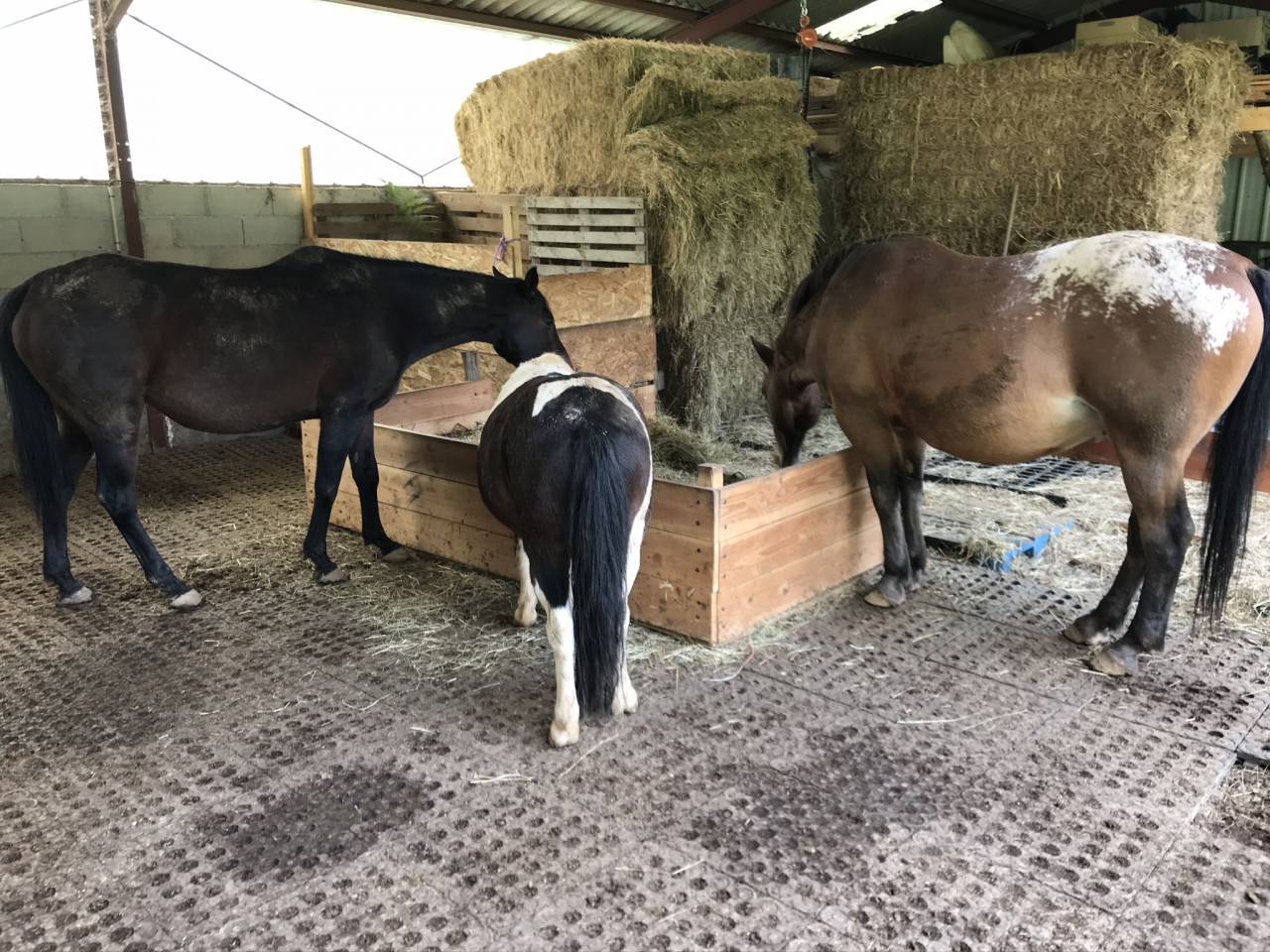 Bella dimora equestre In vendita Cantal