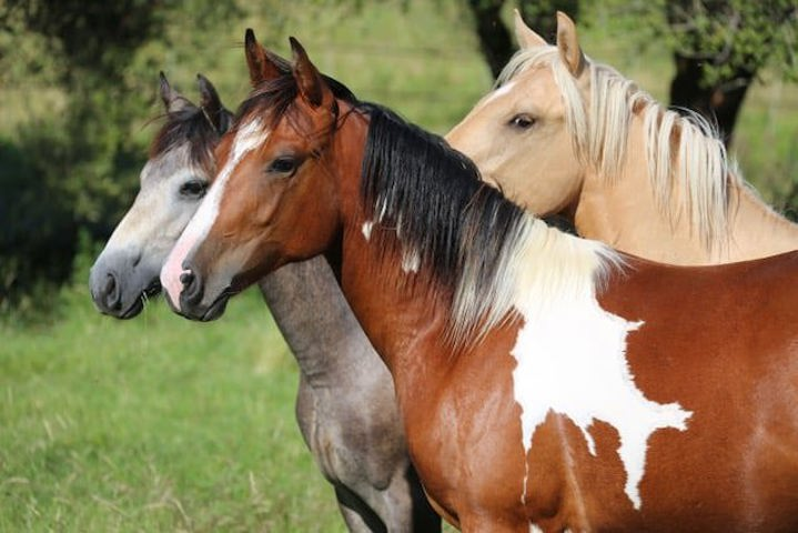 Centro ippico In vendita Liège
