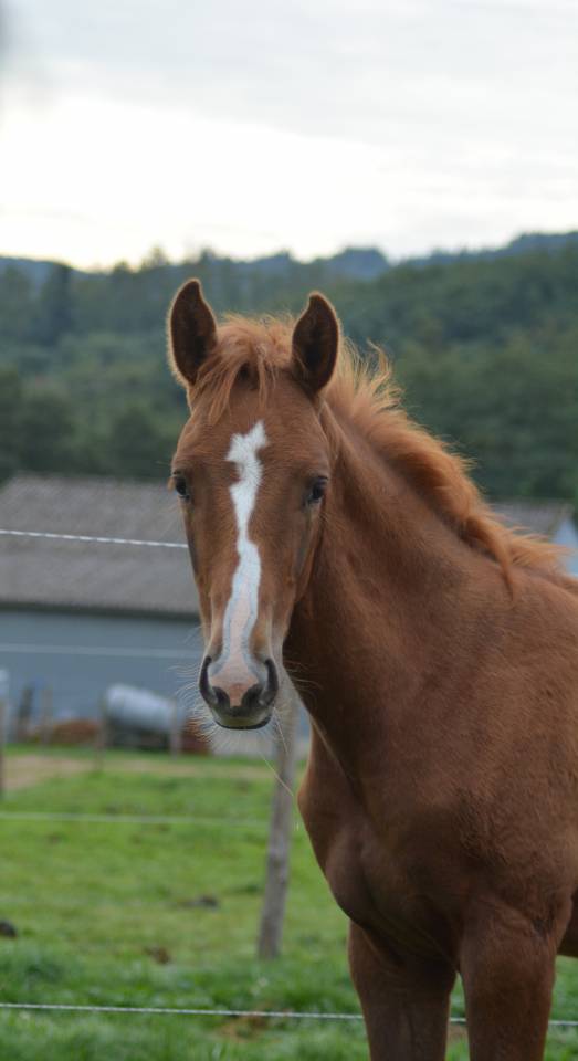 Puledro Sella Francese In vendita 2025 Sauro ,  SOLIMAN DE HUS