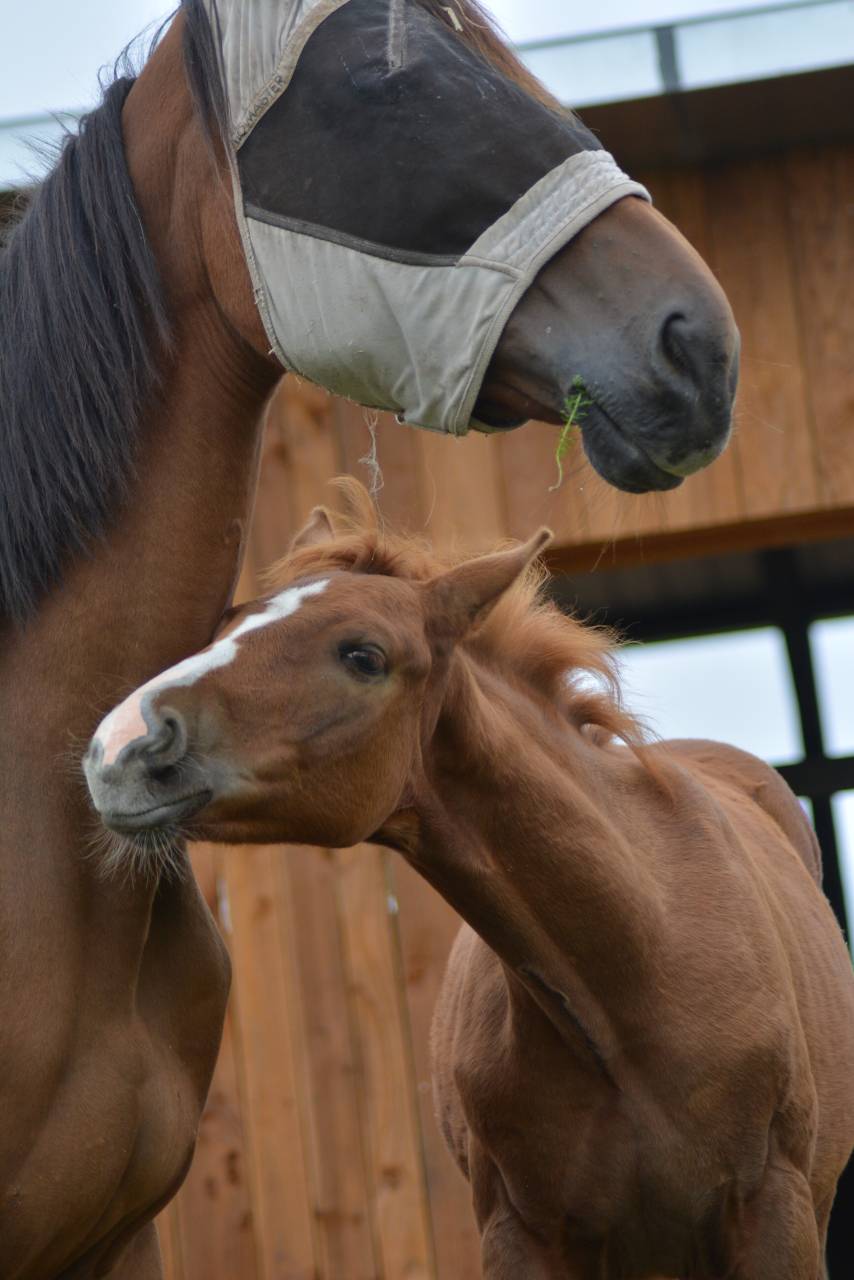 Puledro Sella Francese In vendita 2025 Sauro ,  SOLIMAN DE HUS