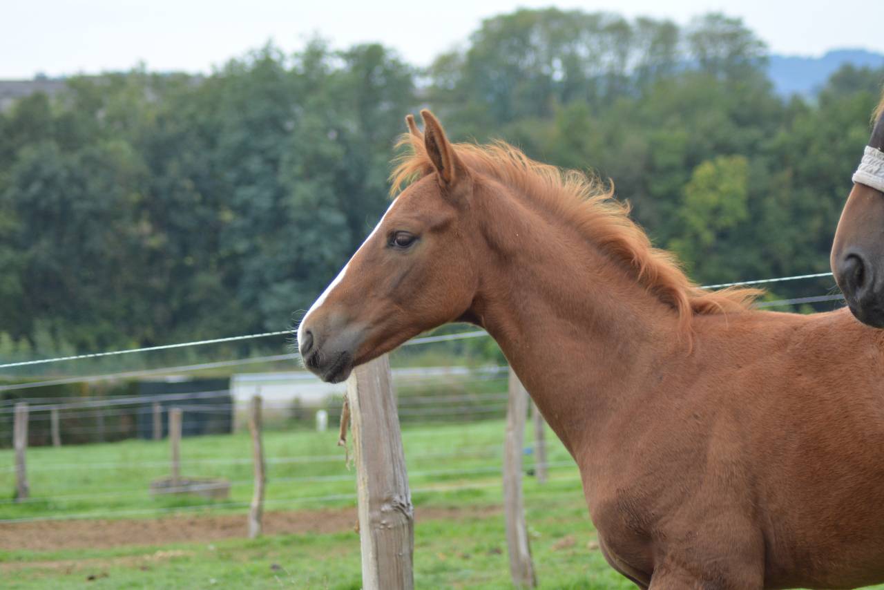 Puledro Sella Francese In vendita 2025 Sauro ,  SOLIMAN DE HUS