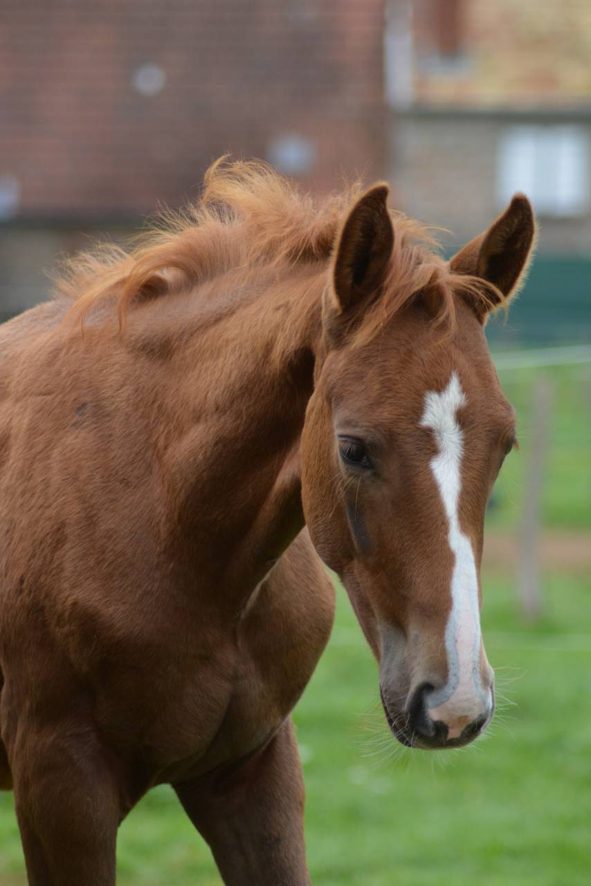 Puledro Sella Francese In vendita 2025 Sauro ,  SOLIMAN DE HUS