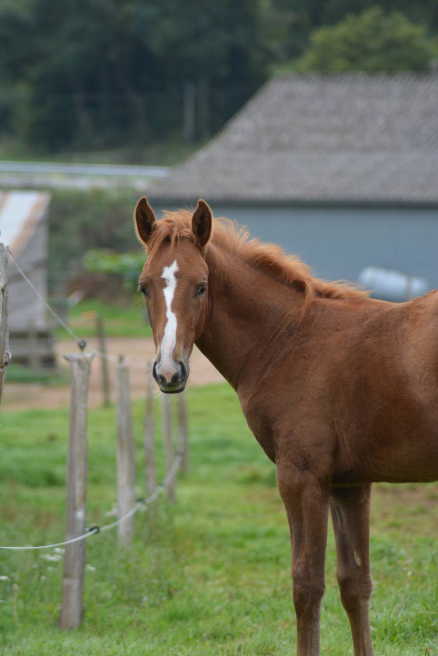 Puledro Sella Francese In vendita 2025 Sauro ,  SOLIMAN DE HUS