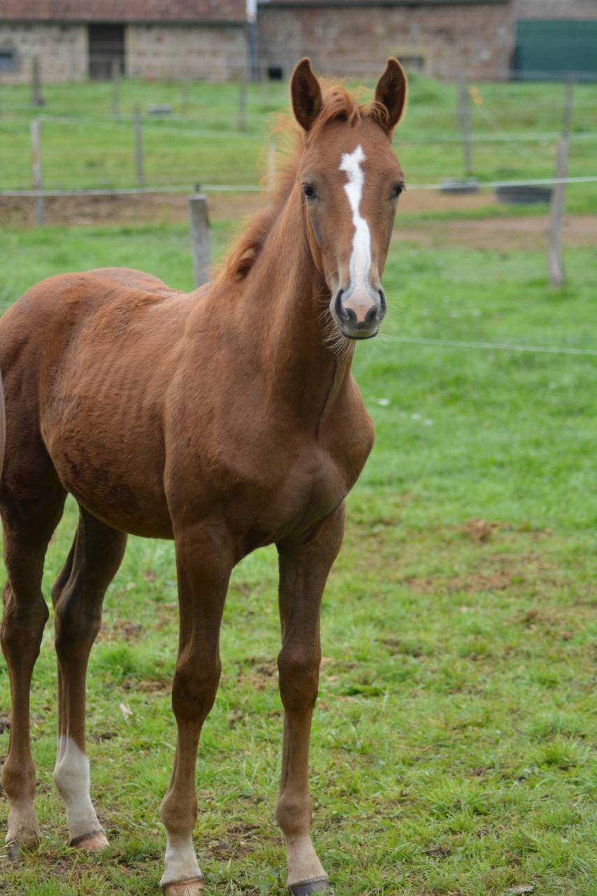 Puledro Sella Francese In vendita 2025 Sauro ,  SOLIMAN DE HUS