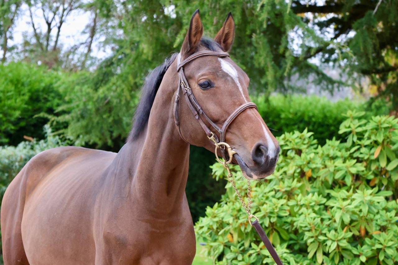 Cavalla KWPN Cavallo da Sport Neerlandese In vendita 2016 Baio ,  Arezzo VDL