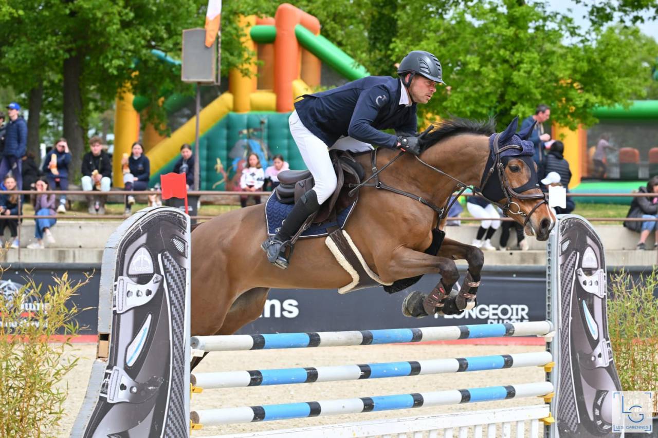 Cavalla KWPN Cavallo da Sport Neerlandese In vendita 2016 Baio ,  Arezzo VDL