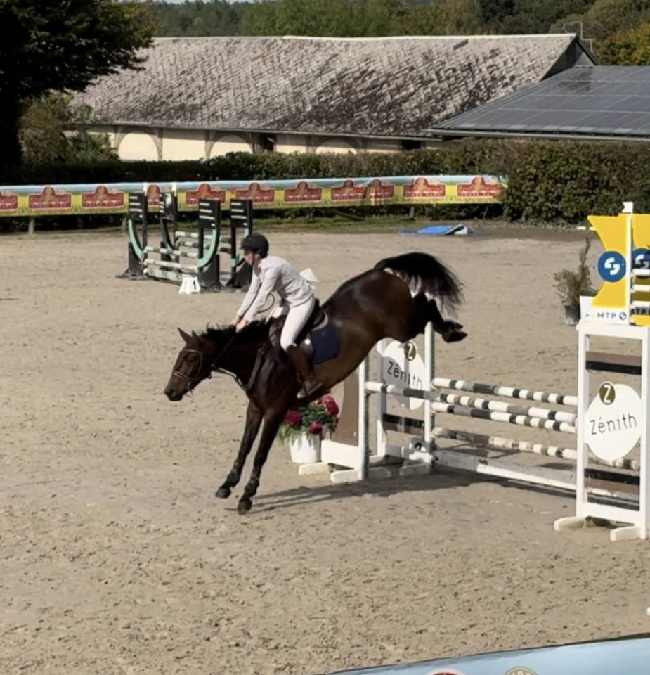 Cavalla Sella Francese In vendita 2019 Baio ,  BALOU STAR